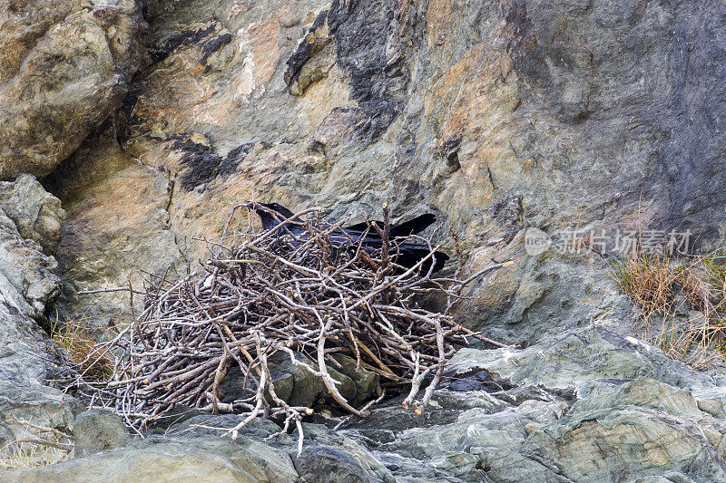 普通乌鸦(Corvus corax)坐在悬崖边的树枝巢